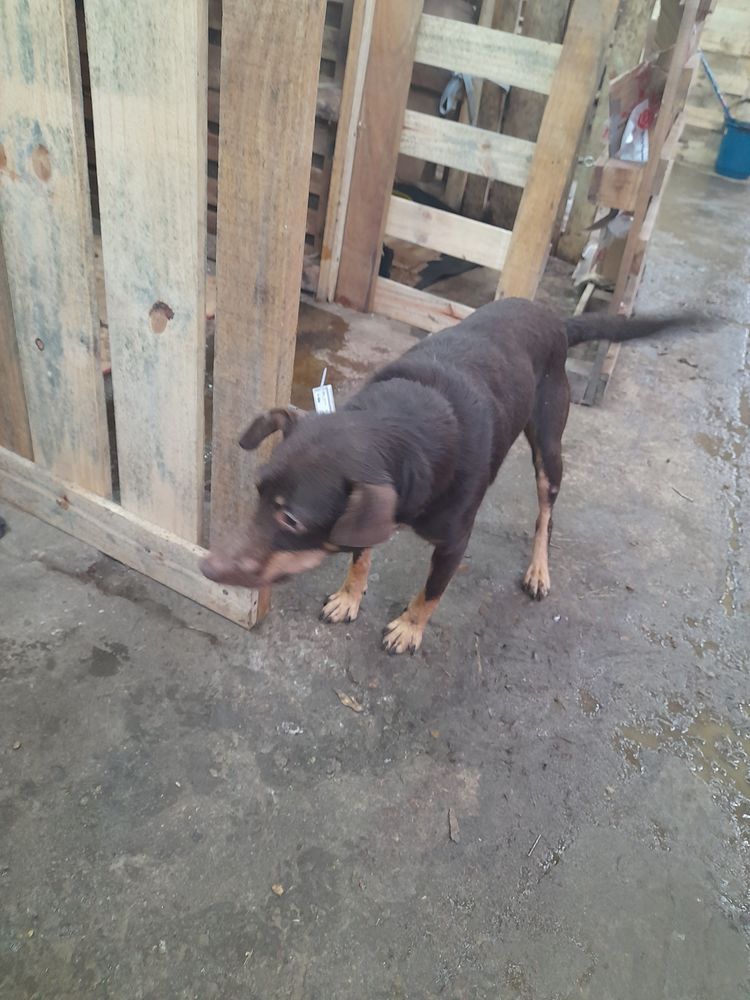 Cão