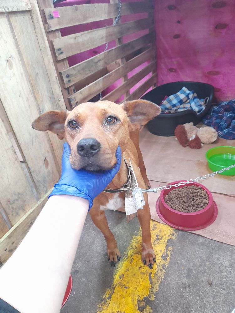 Cão