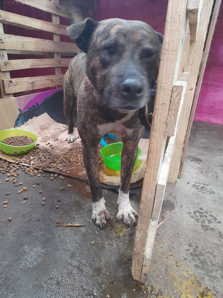 Cão