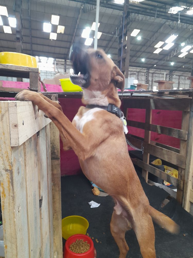Cão