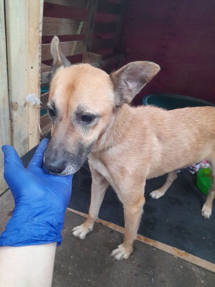 Cão