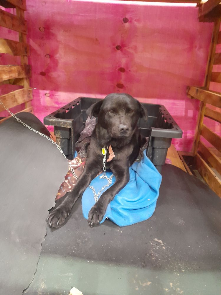 Cão