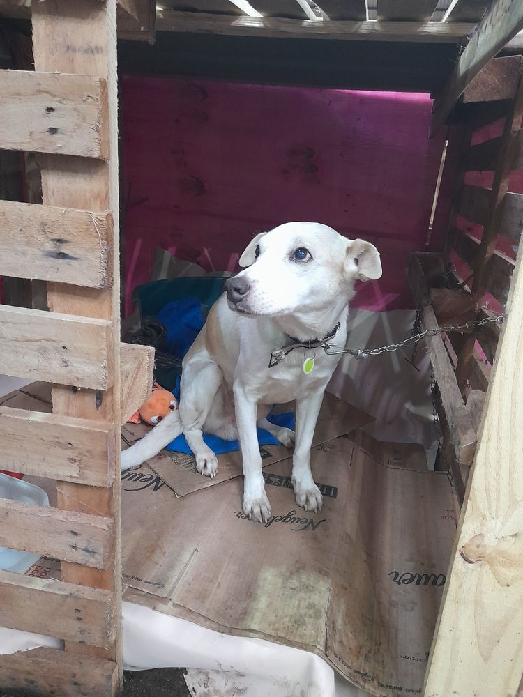 Cão