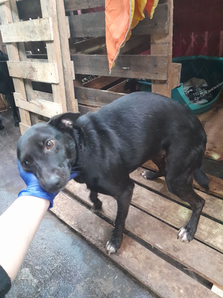 Cão
