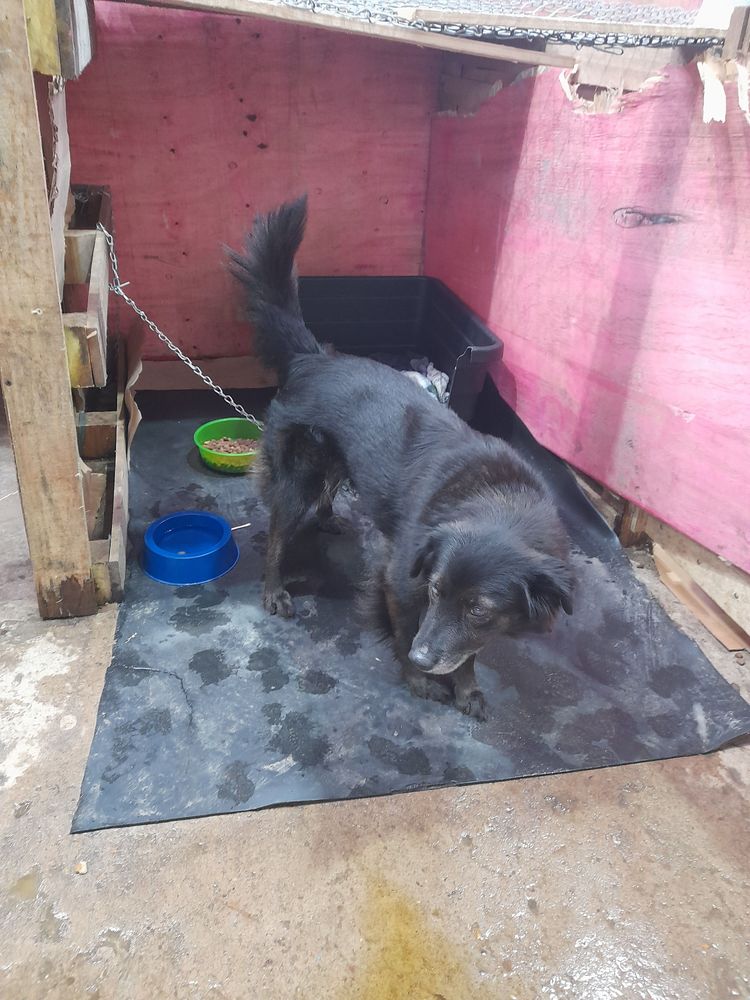 Cão