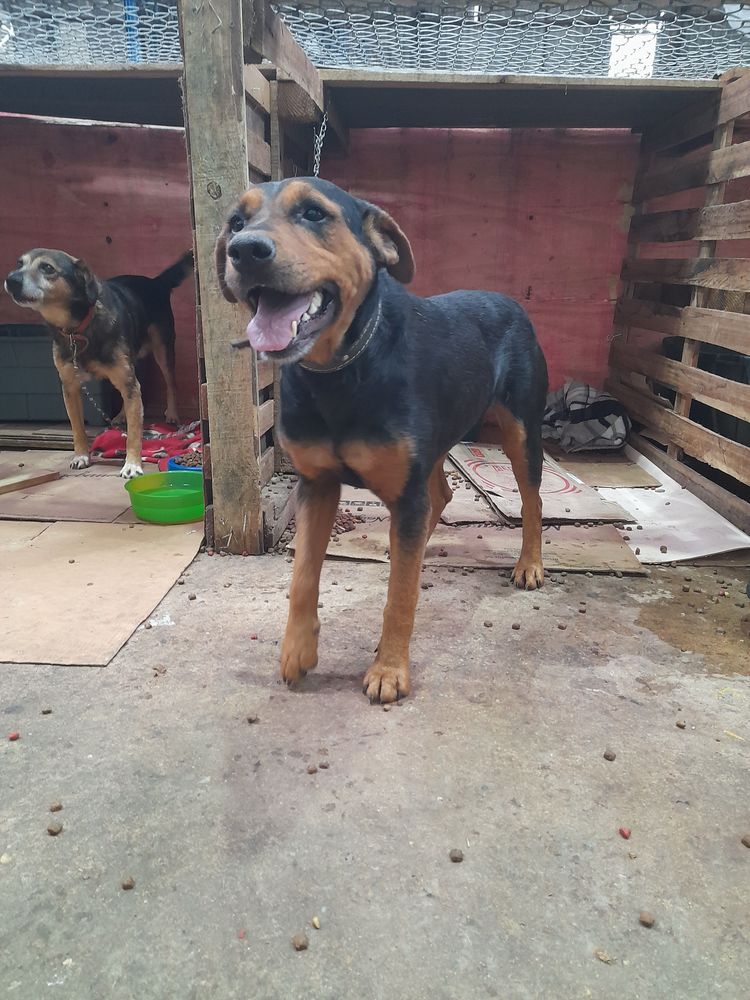 Cão