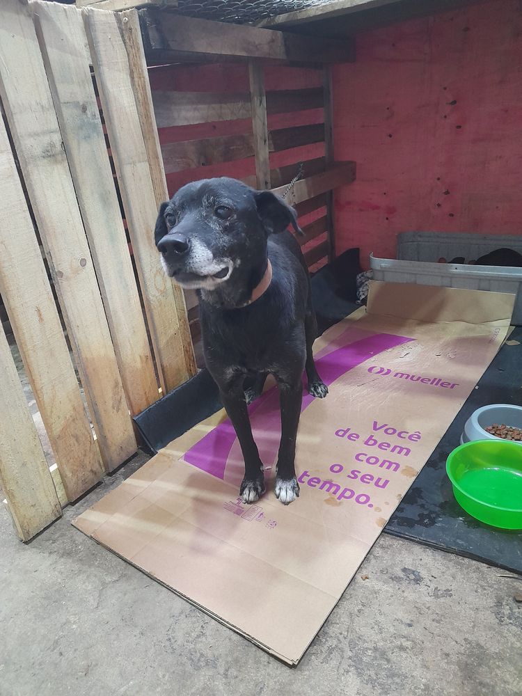 Cão