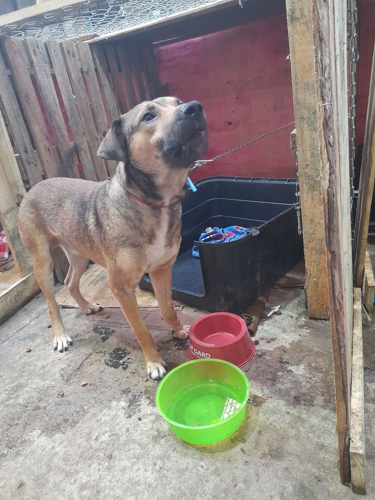 Cão
