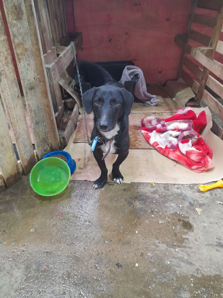 Cão