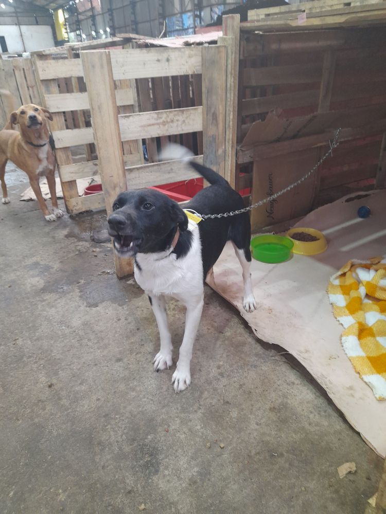 Cão