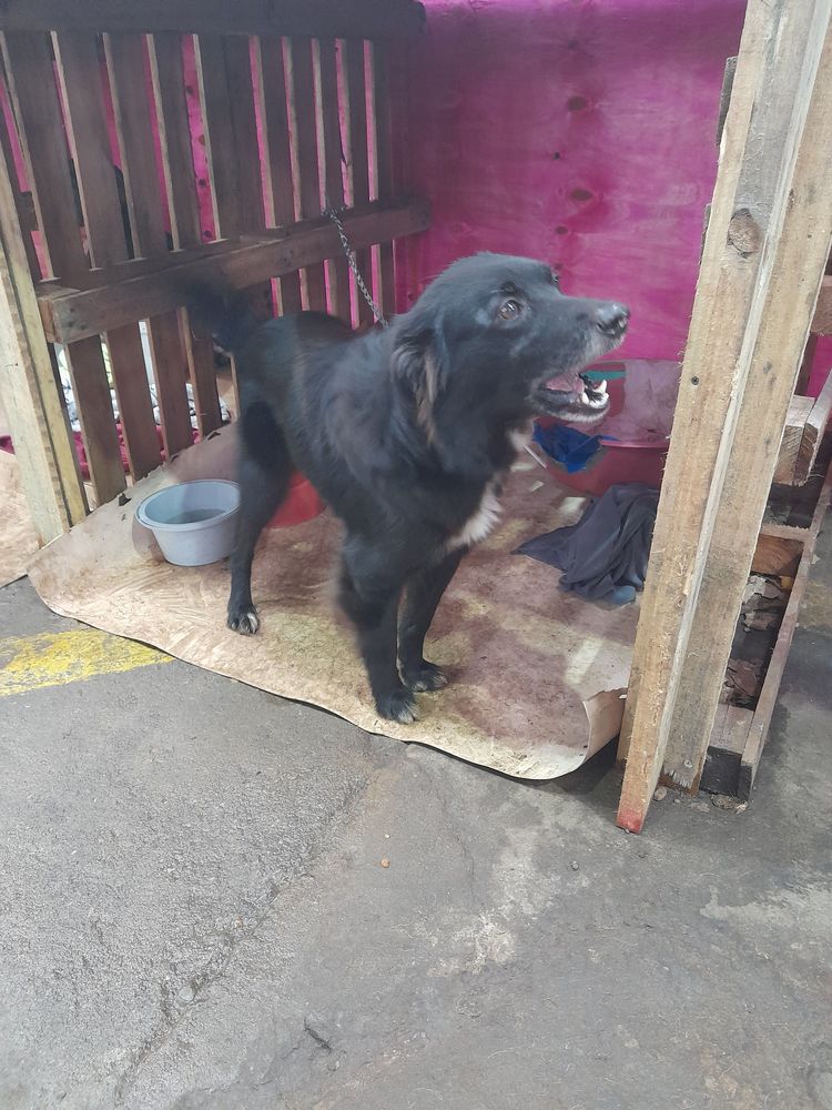 Cão