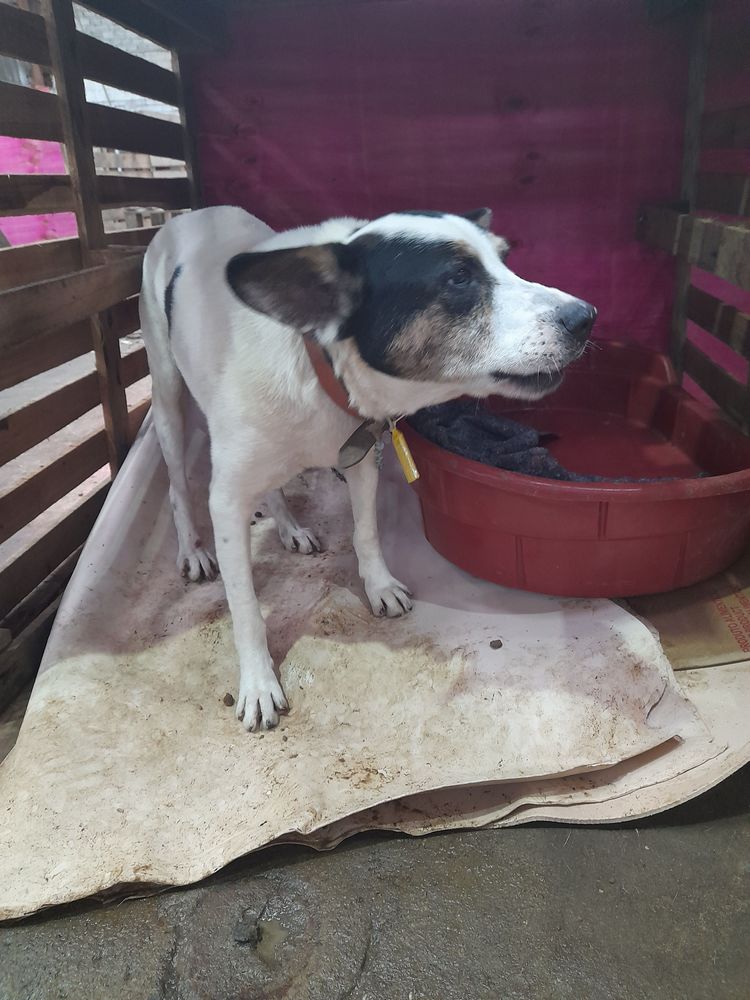 Cão
