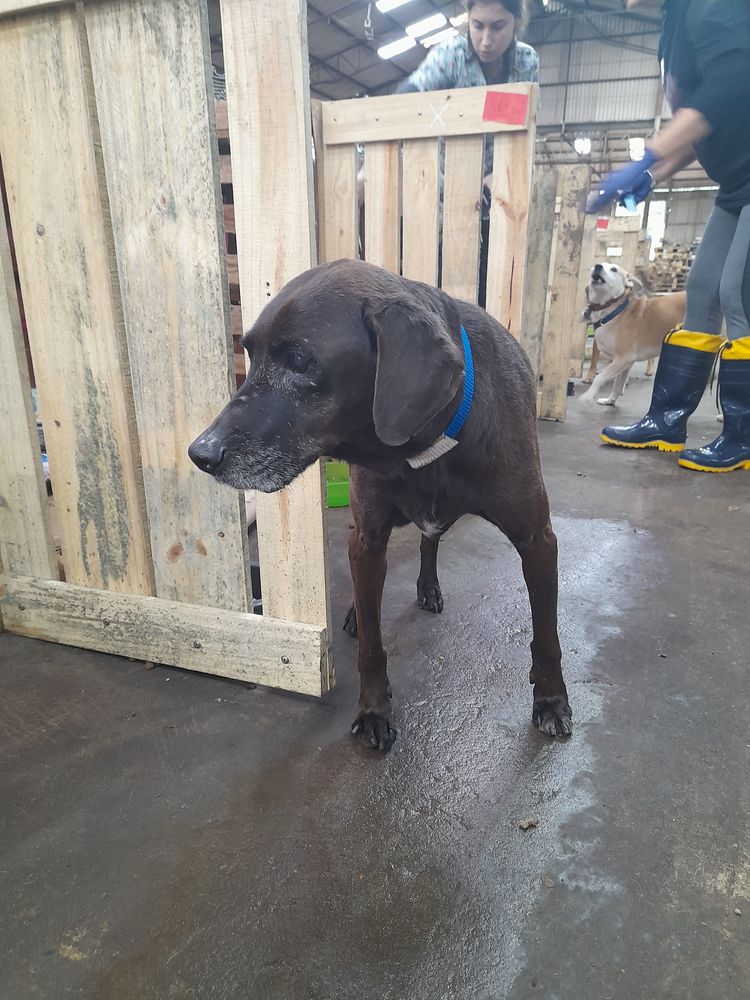 Cão