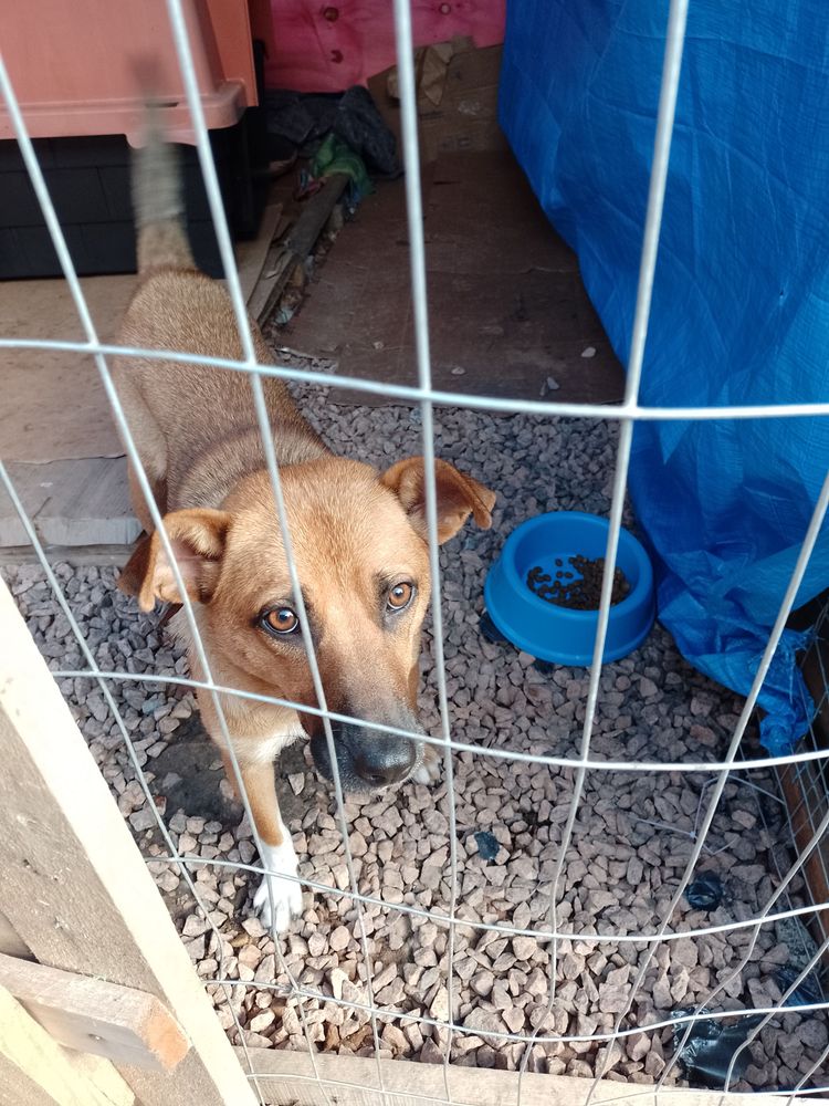 Cão