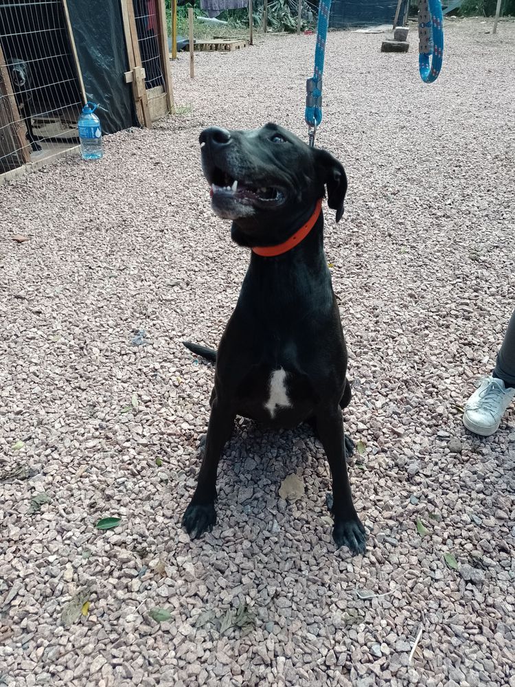 Cão