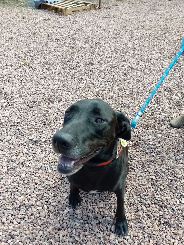 Cão