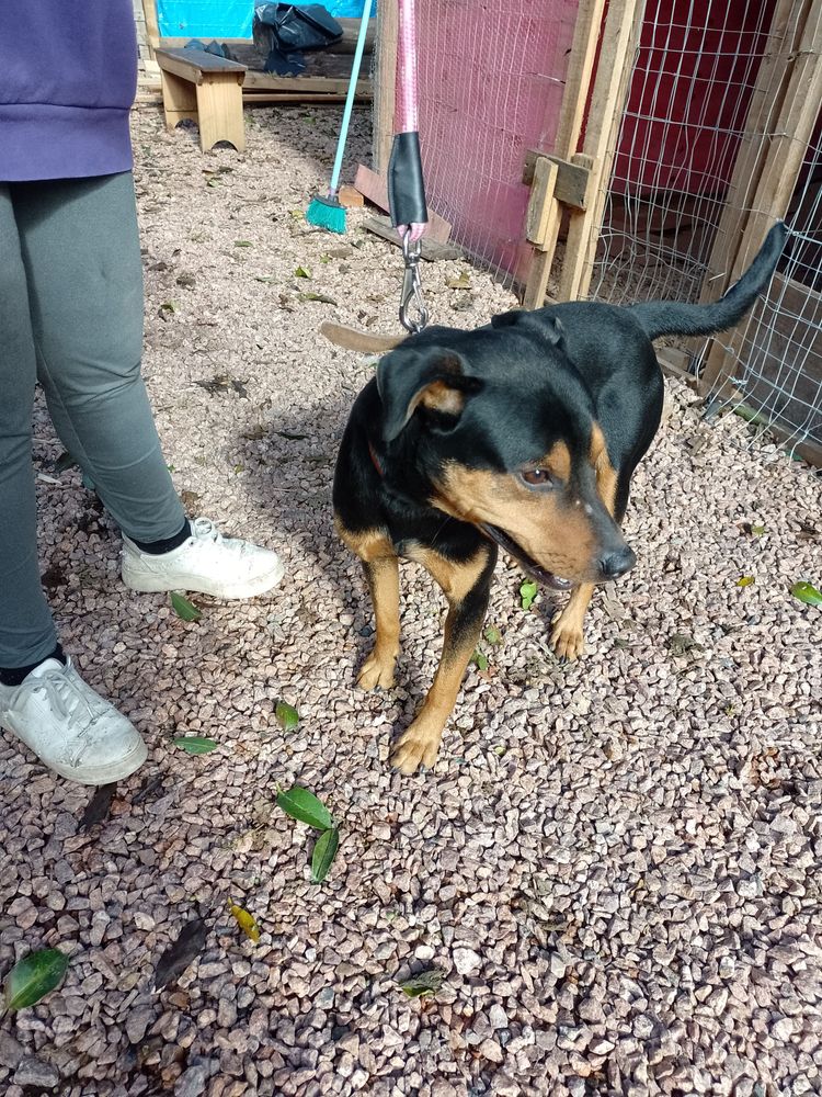 Cão
