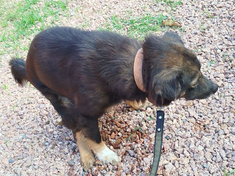 Cão