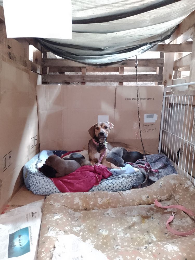 Cão