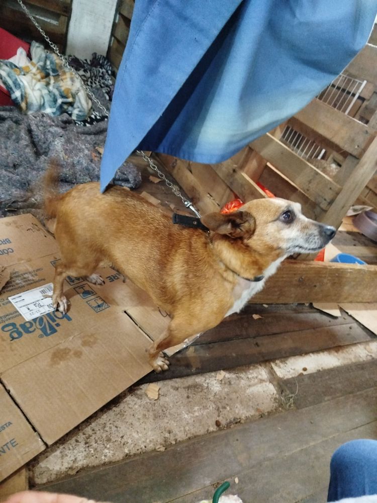 Cão