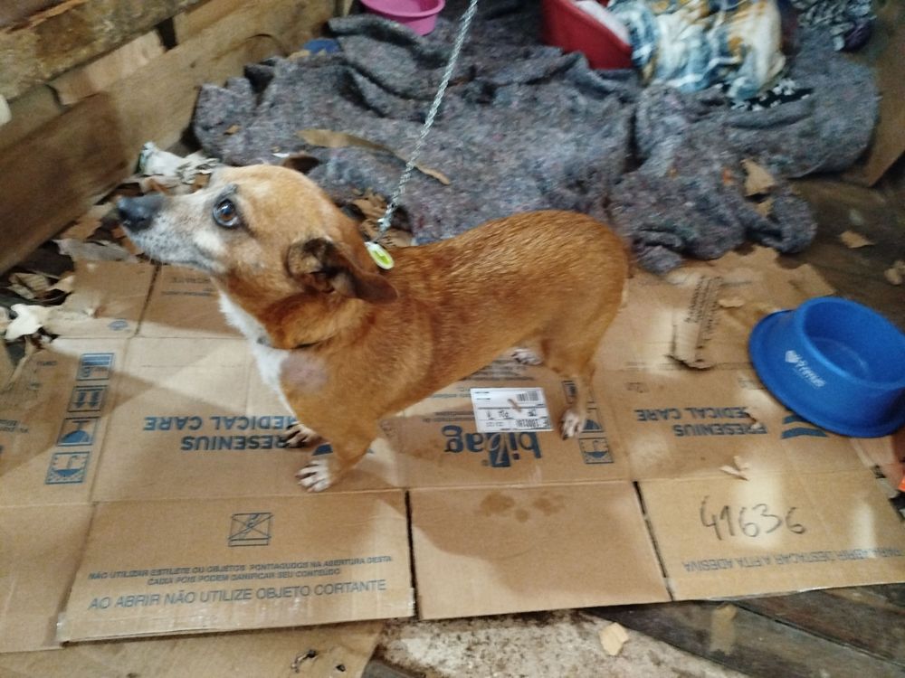 Cão