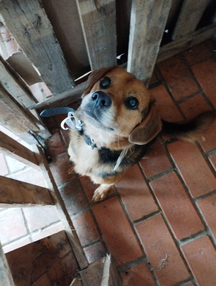 Cão