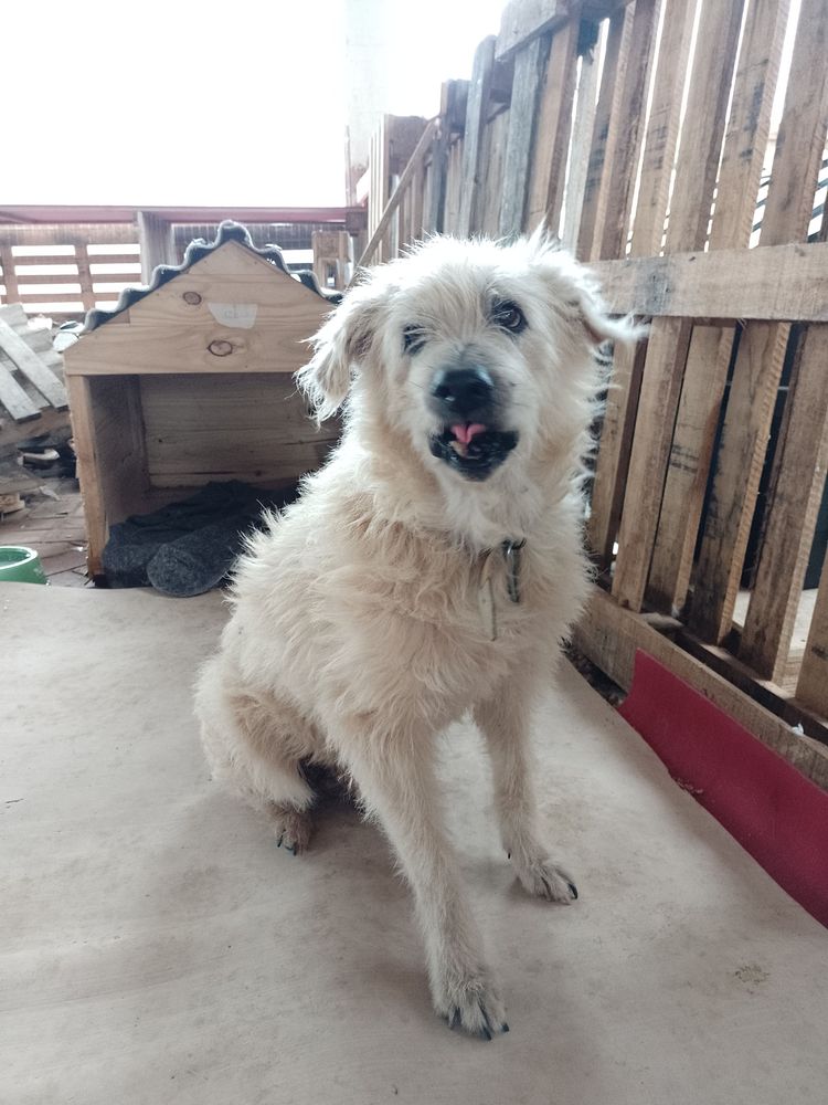 Cão