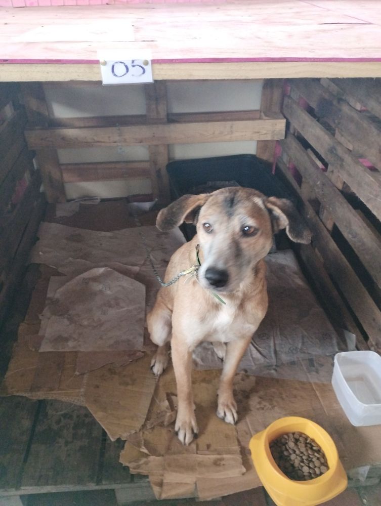 Cão