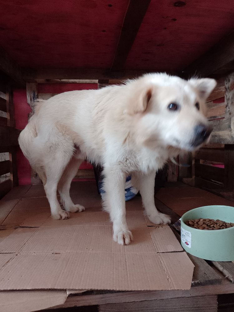 Cão