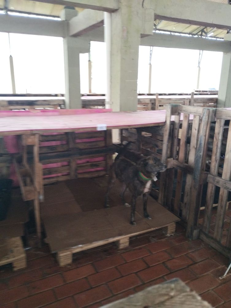 Cão