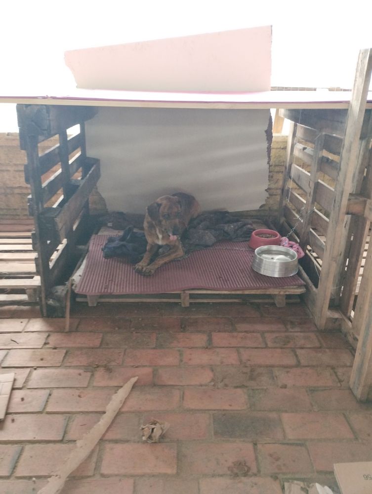 Cão