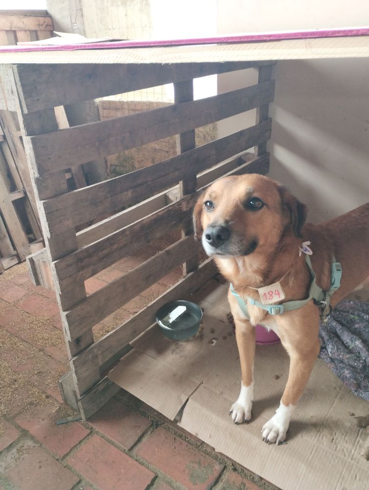 Cão