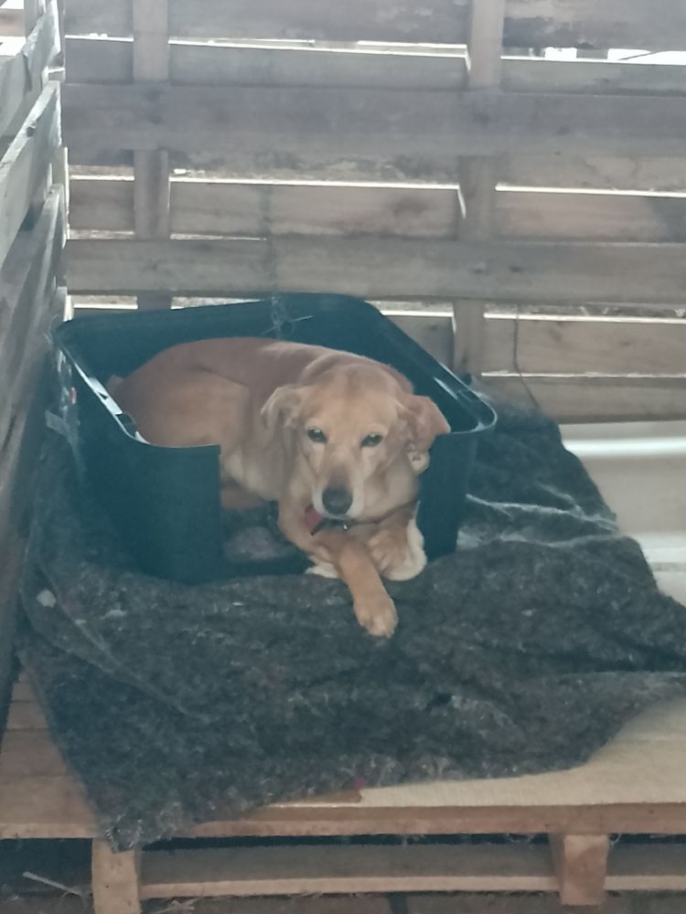 Cão