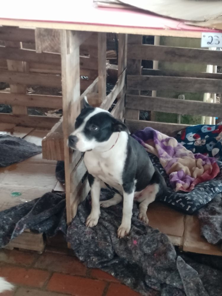 Cão