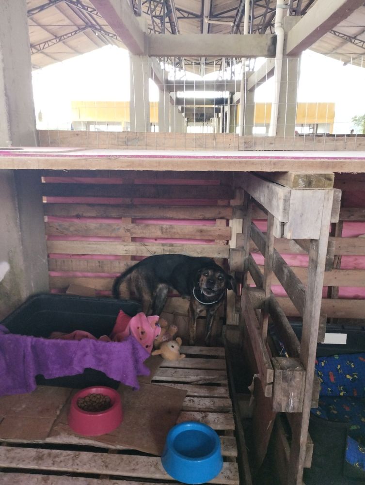Cão