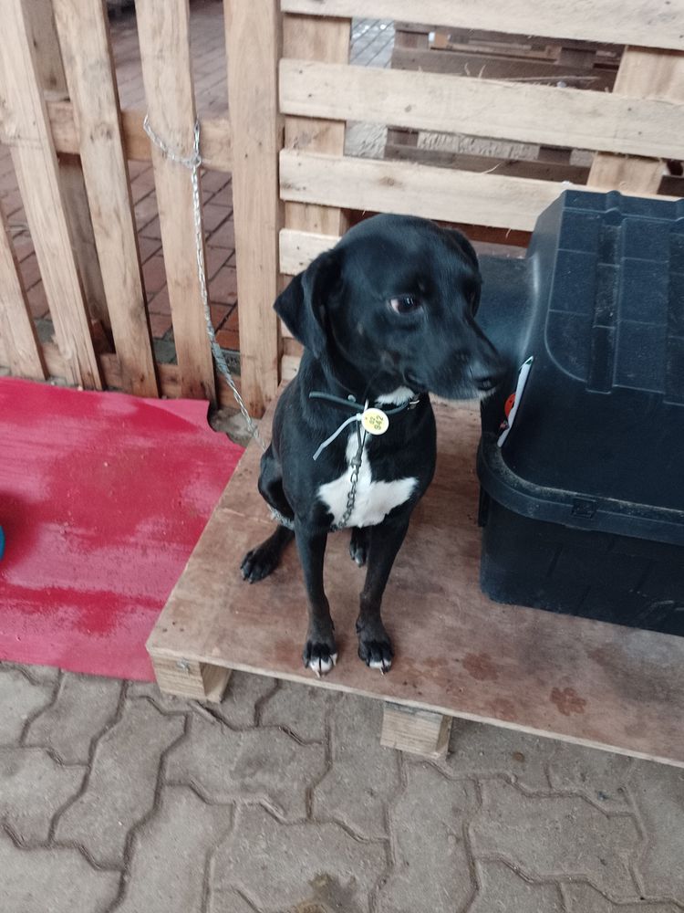 Cão
