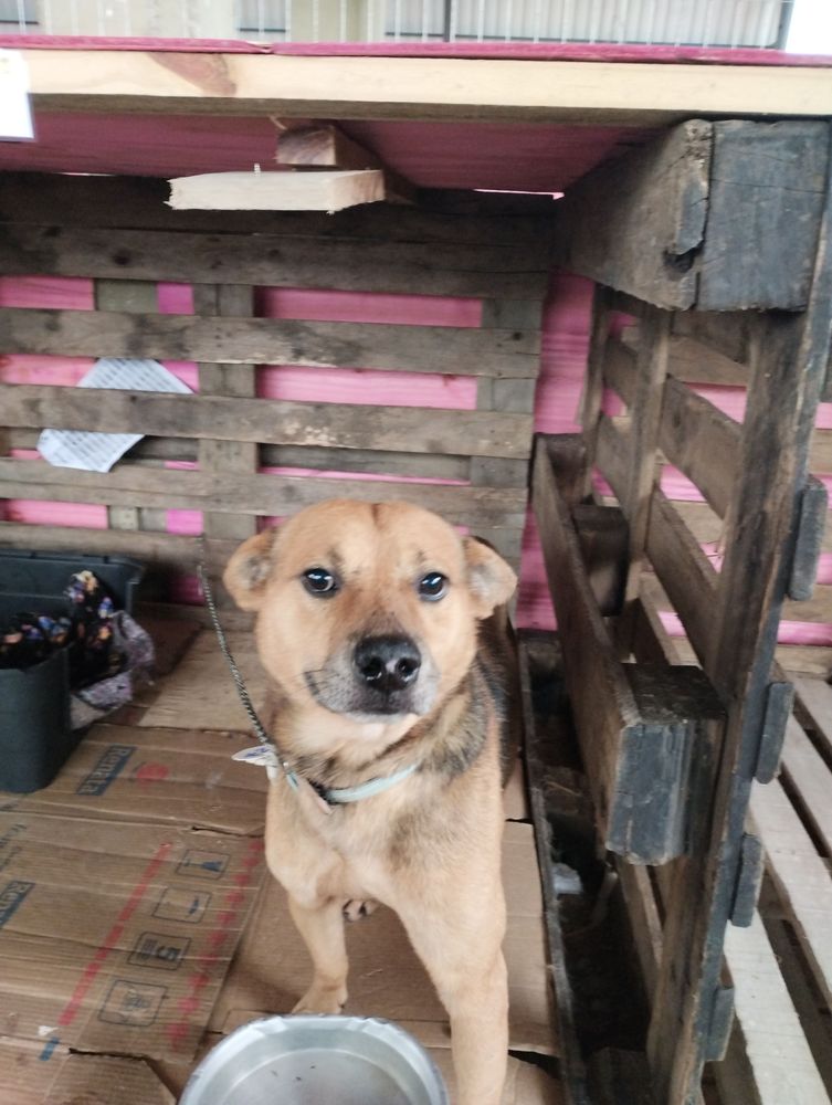 Cão