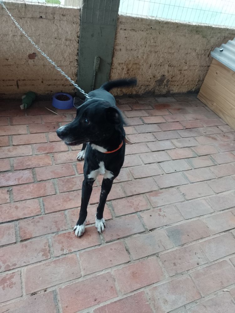 Cão