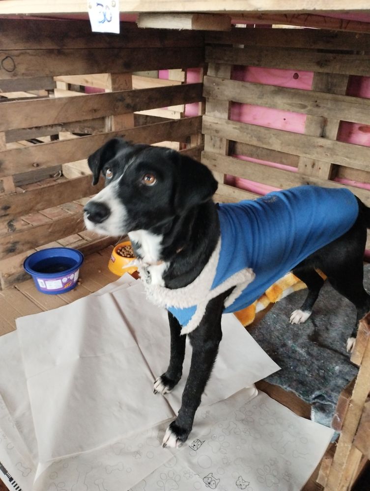 Cão