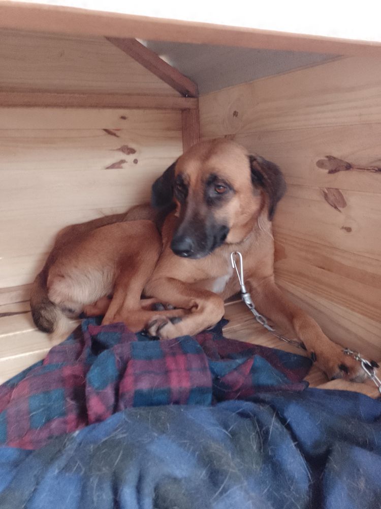 Cão