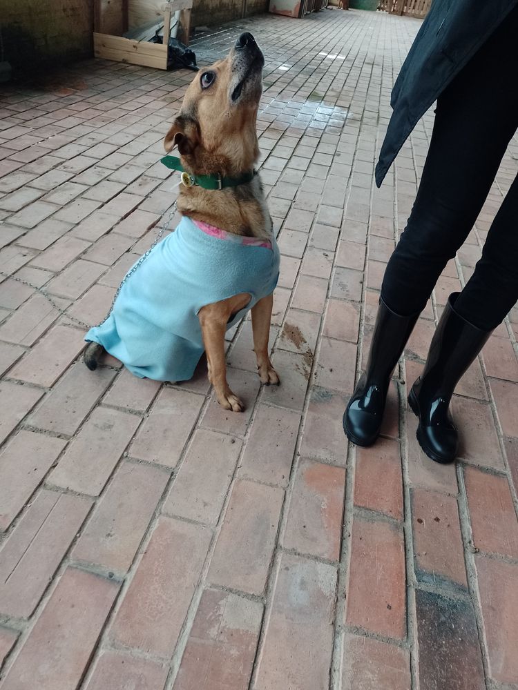 Cão