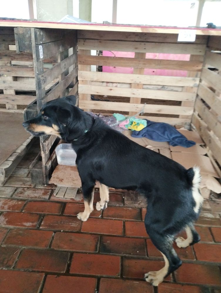 Cão