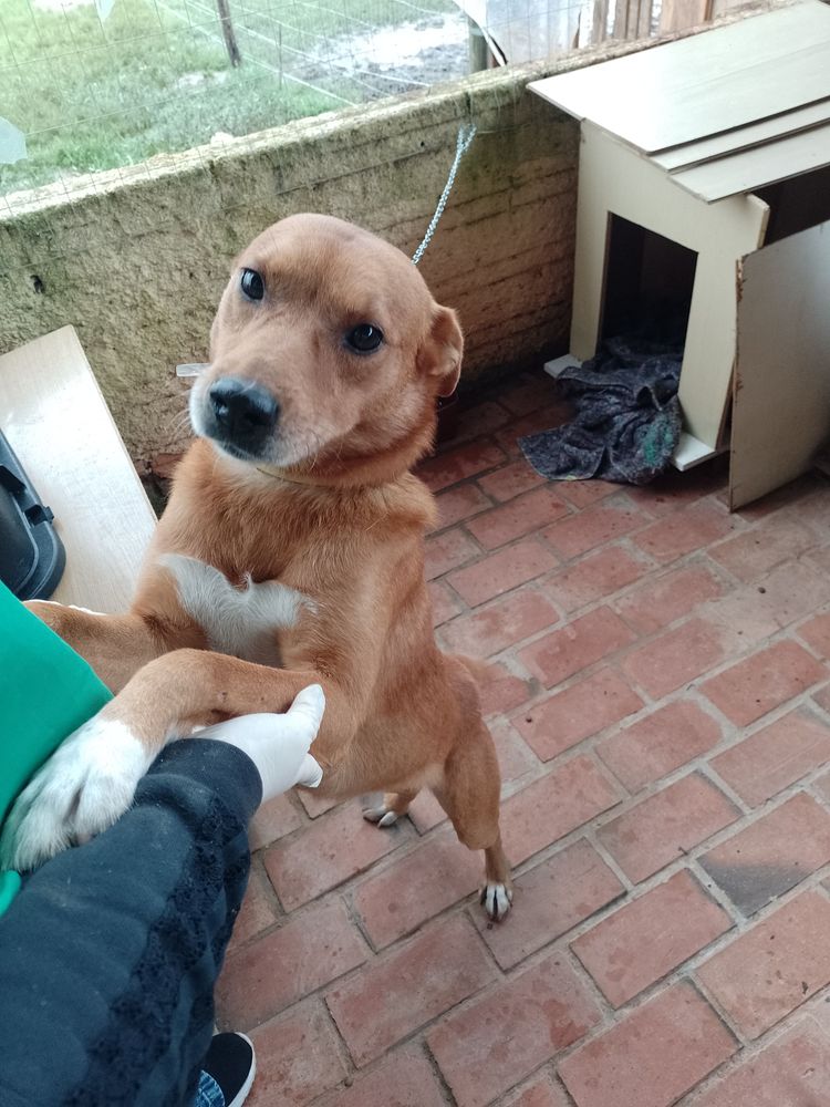 Cão