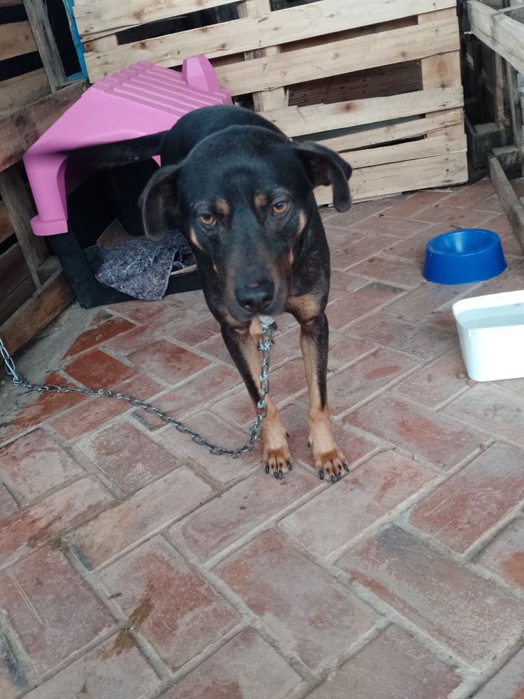 Cão
