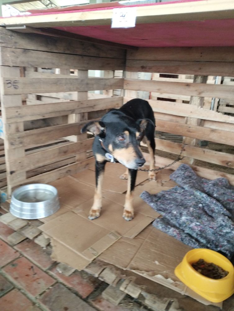 Cão