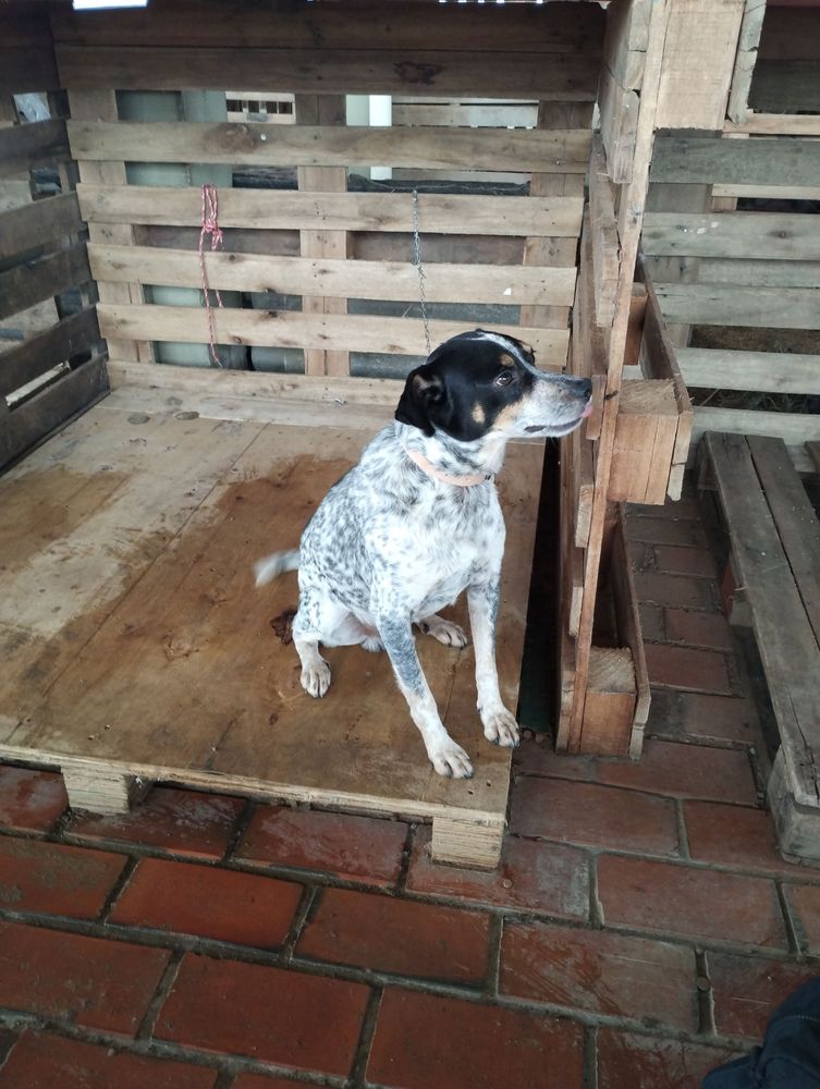 Cão