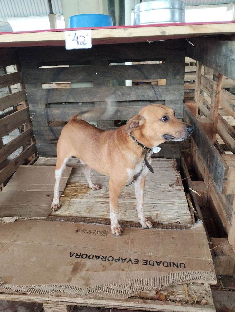 Cão