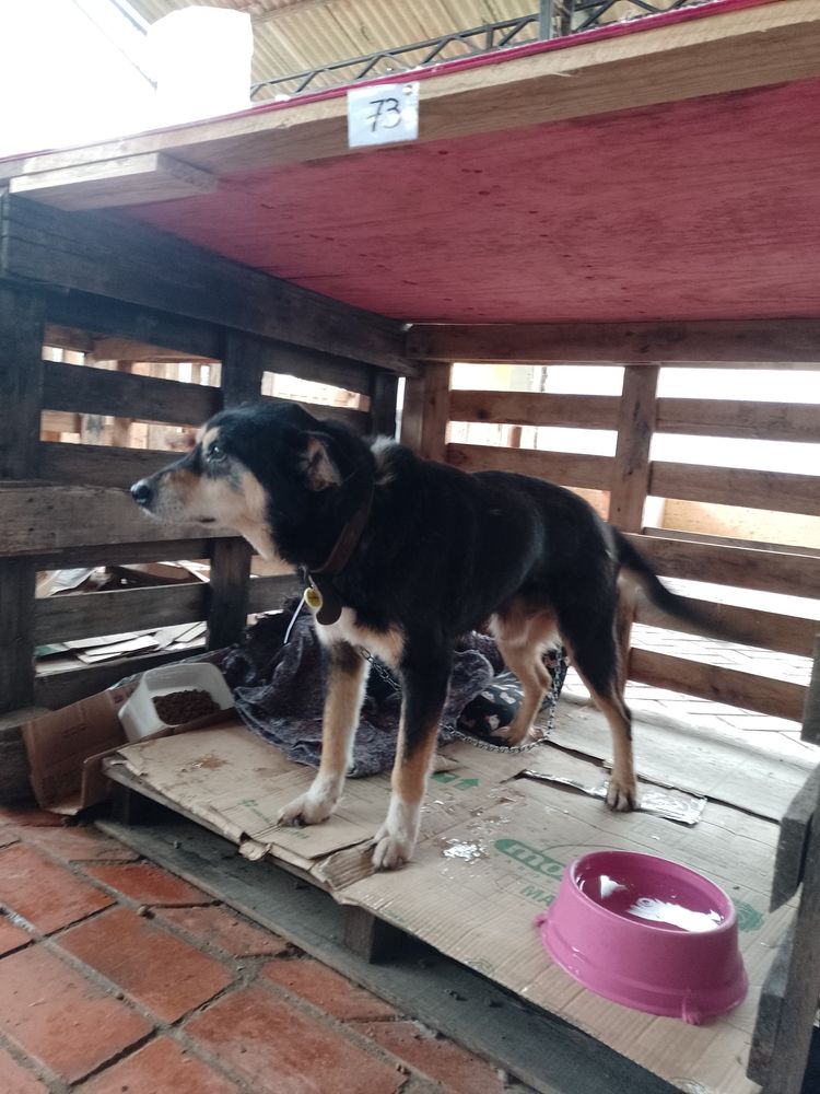 Cão