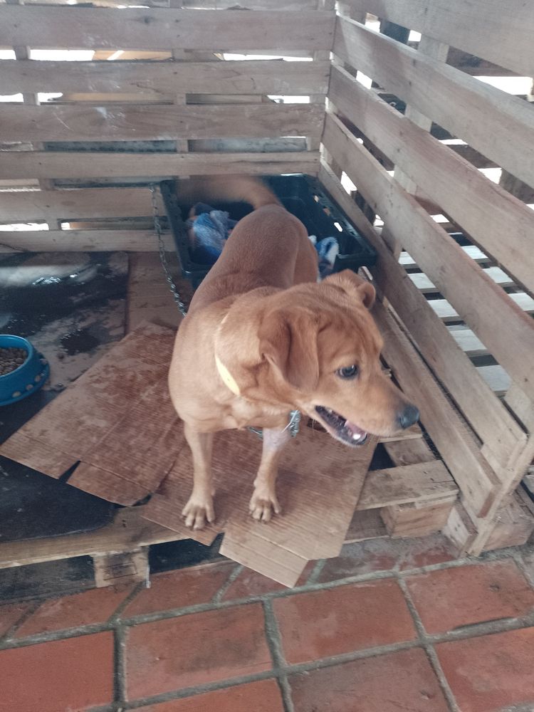 Cão