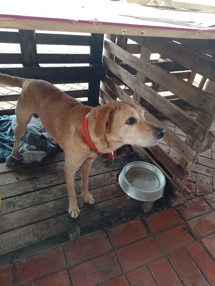 Cão
